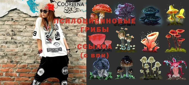 Псилоцибиновые грибы MAGIC MUSHROOMS  Боровичи 